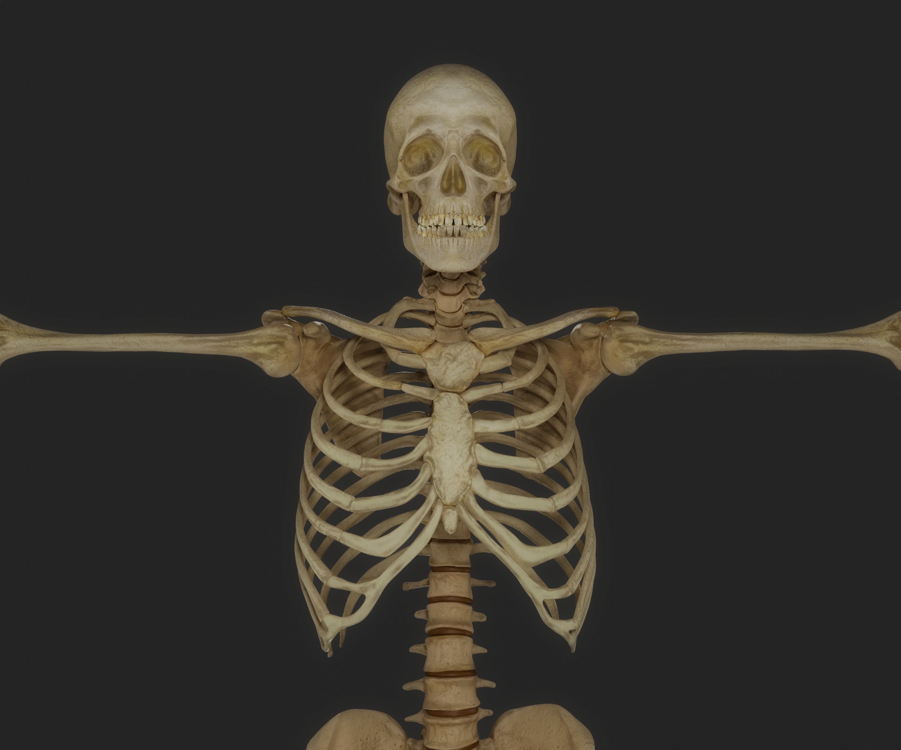 HUMAN SKELETON Low-poly 3D model_7
