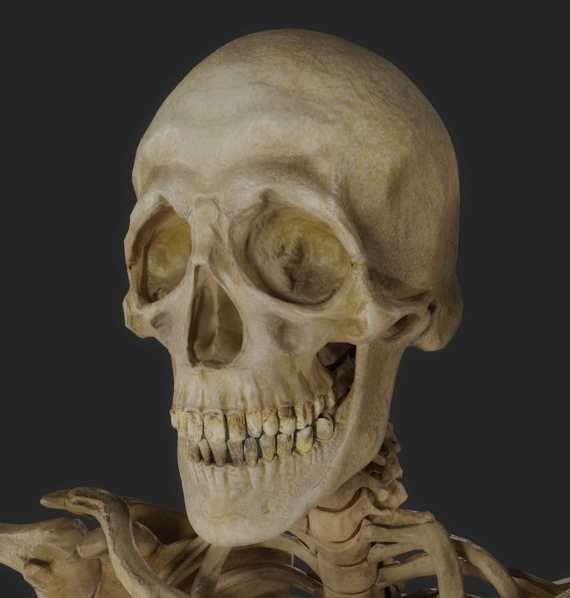HUMAN SKELETON Low-poly 3D model_2