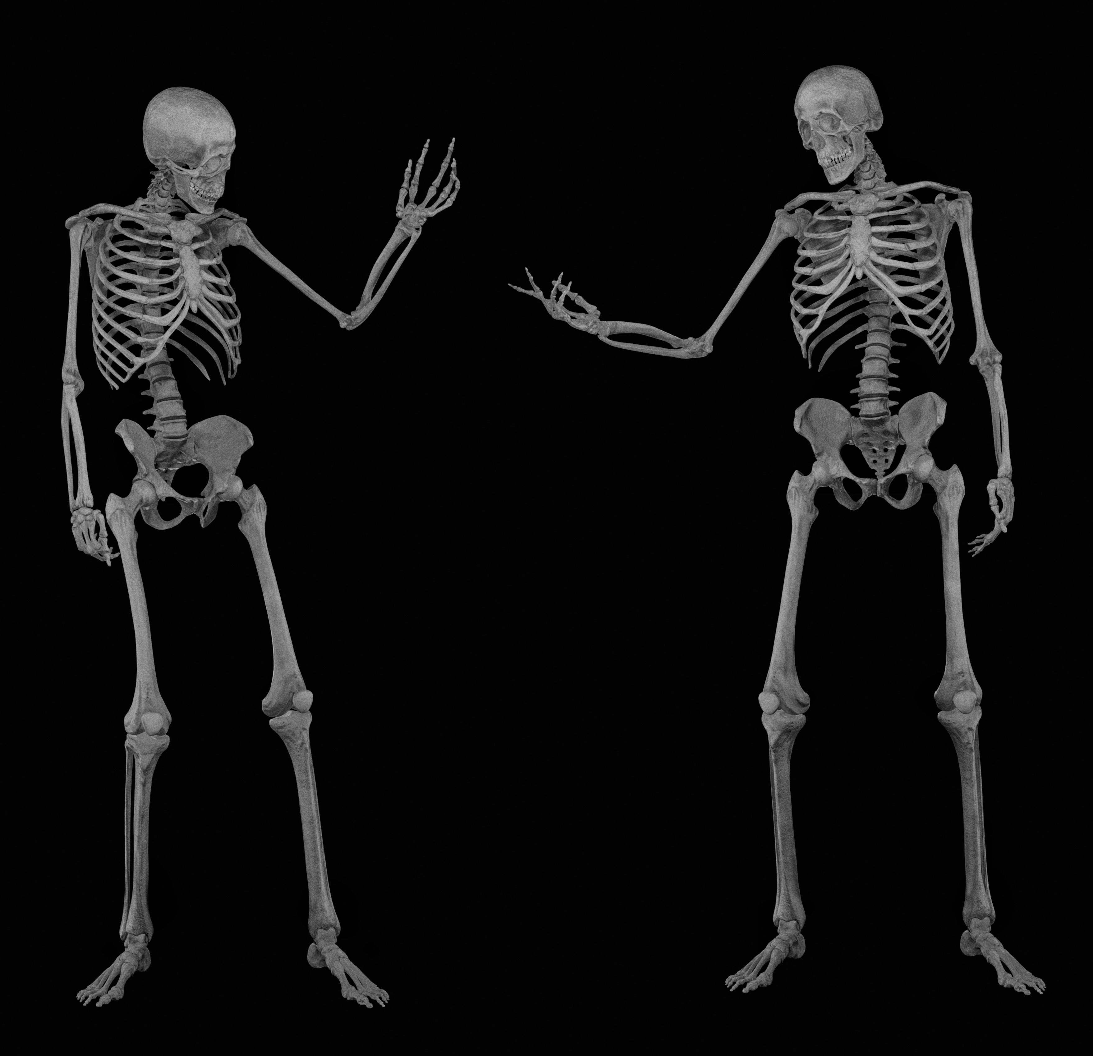 HUMAN SKELETON Low-poly 3D model_15