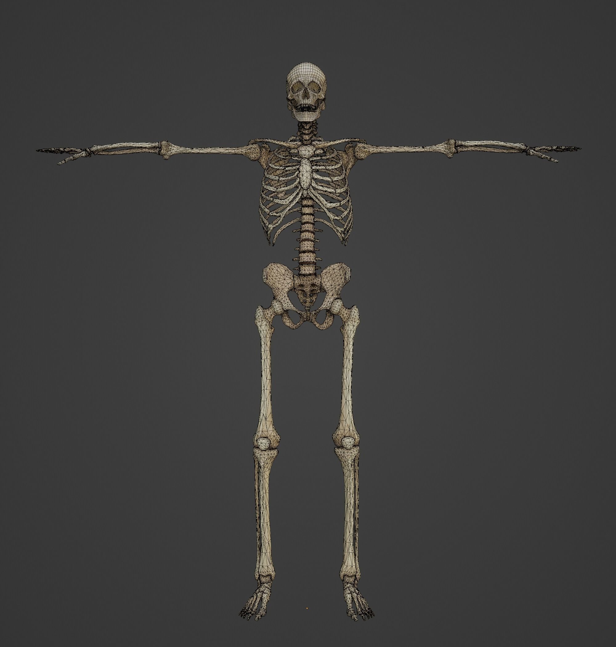 HUMAN SKELETON Low-poly 3D model_8