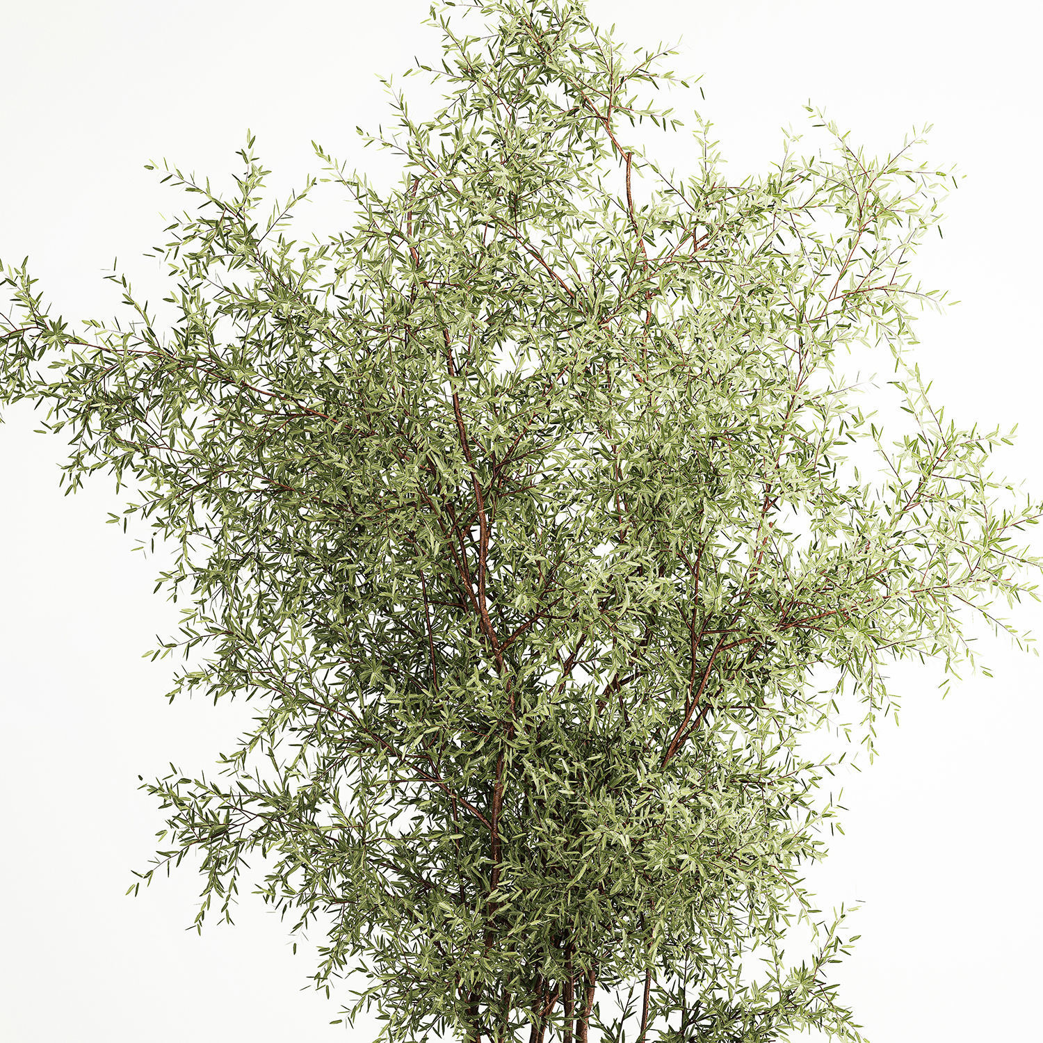 Decorative tree in flowerpots Olive and Elaeagnus 222 3D model_3