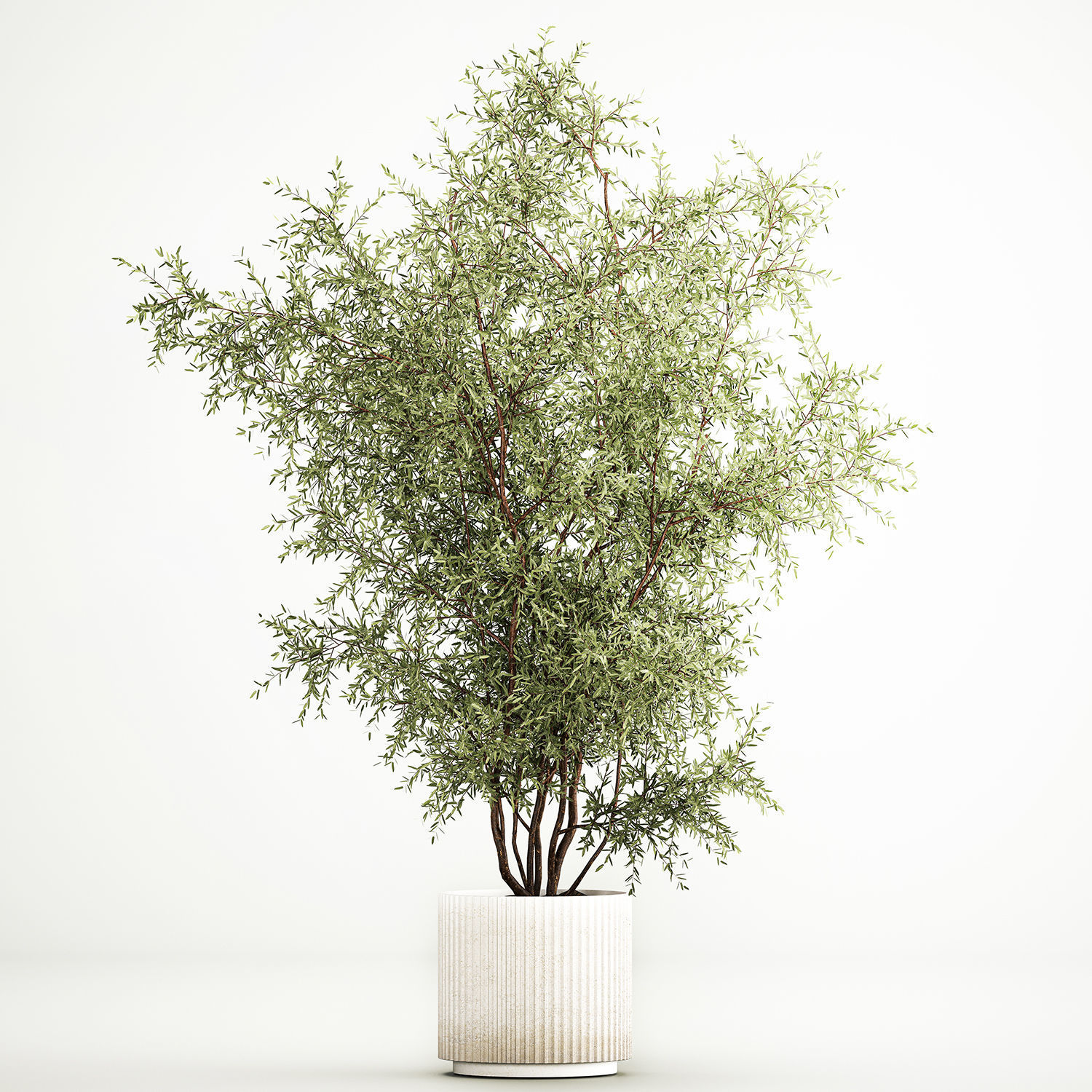 Decorative tree in flowerpots Olive and Elaeagnus 222 3D model_4