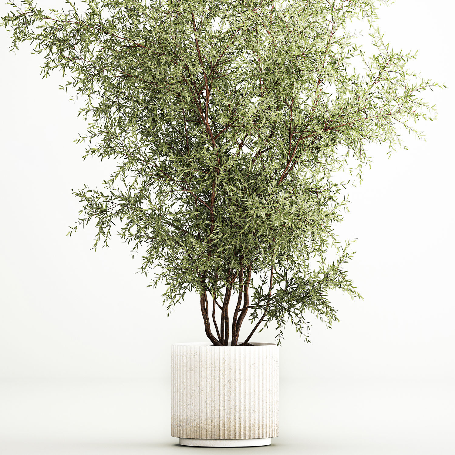Decorative tree in flowerpots Olive and Elaeagnus 222 3D model_2