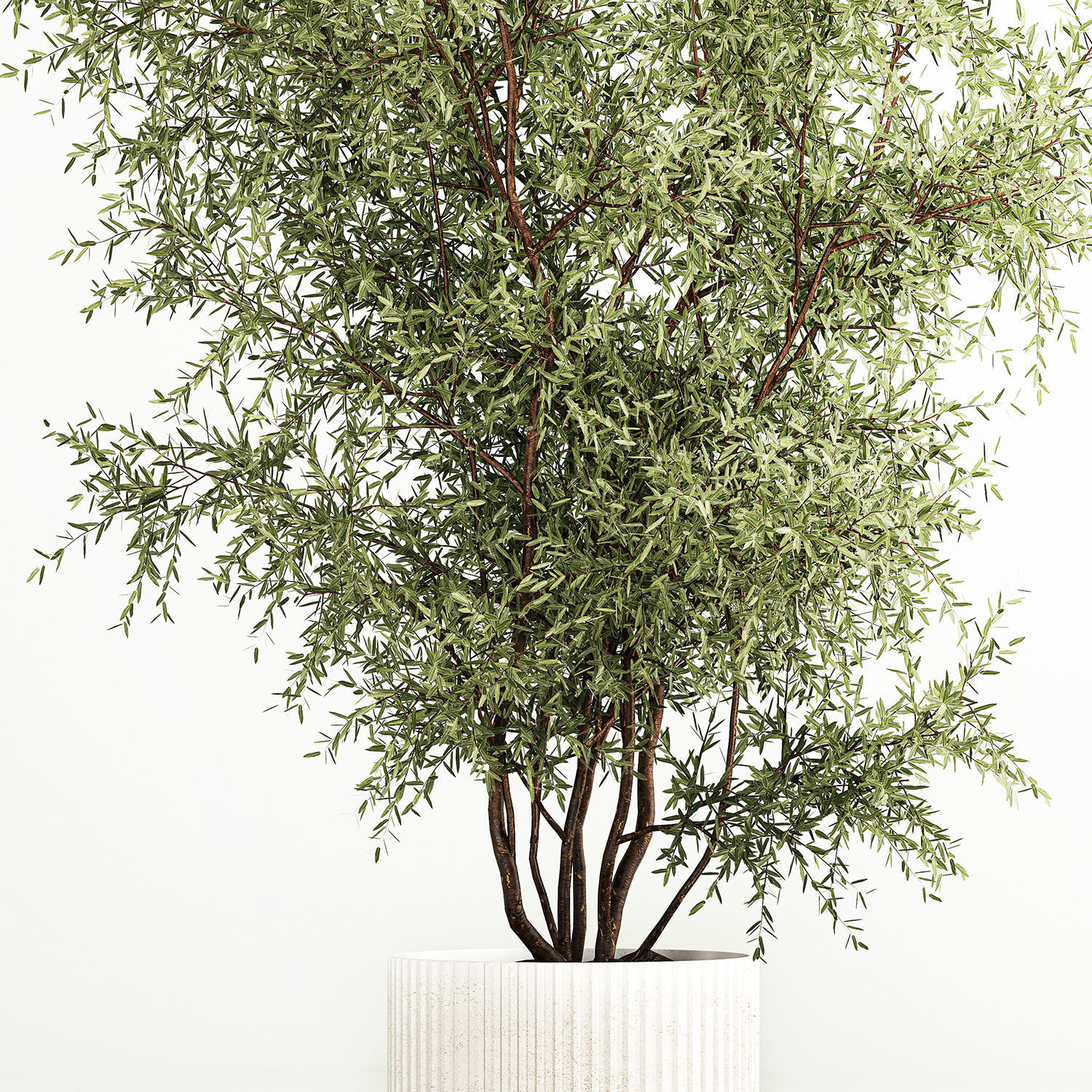 Decorative tree in flowerpots Olive and Elaeagnus 222 3D model_1