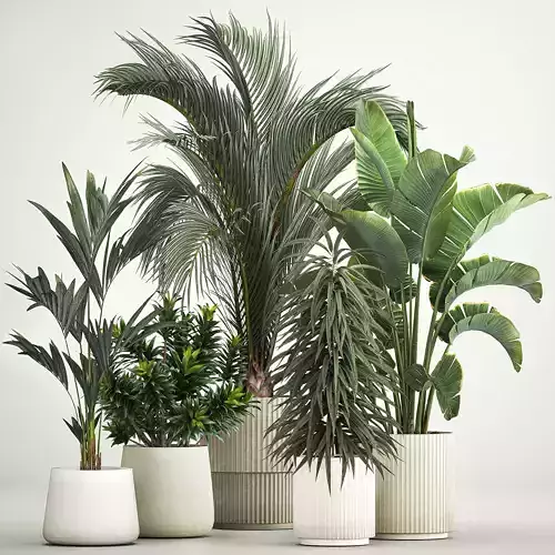 Set of plants in pots Strelitzia palm and Dracaena 1223