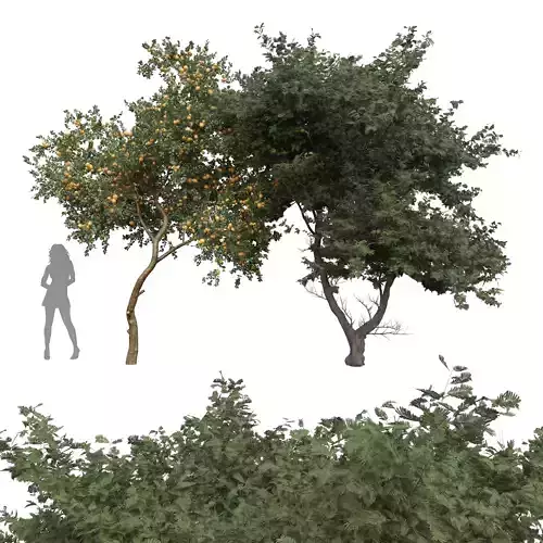 New Plant Orange fruit Acacia tree East africa 3D model