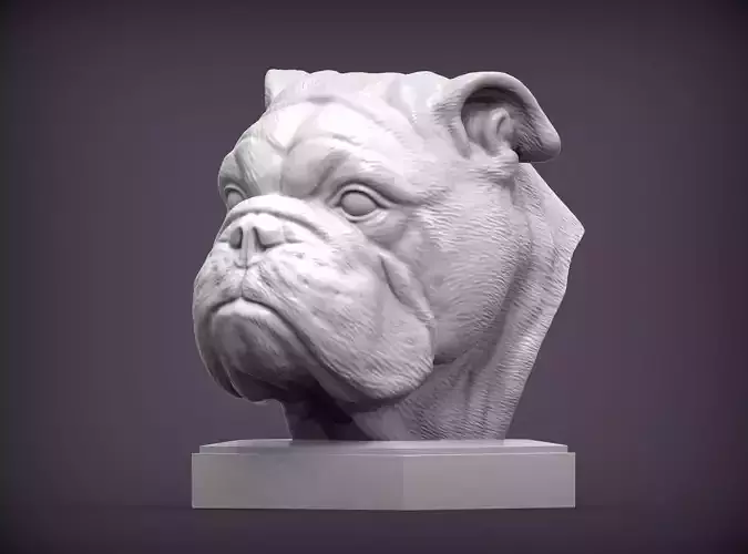 English bulldog