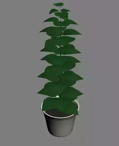 Flower plant in pot