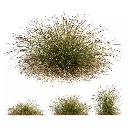 HQ Plants Stipa arundinacea Anemanthele lessoniana