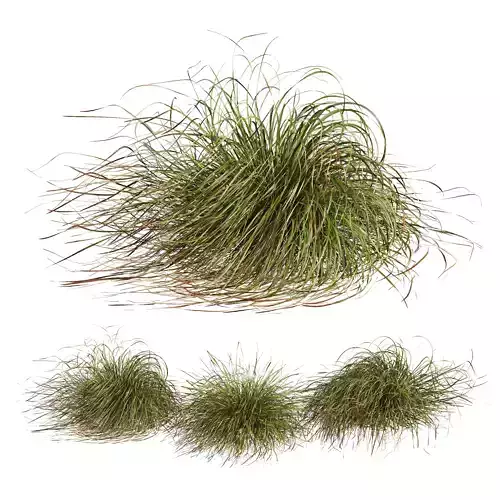 HQ Plants Stipa arundinacea Anemanthele lessoniana Windy 3D model