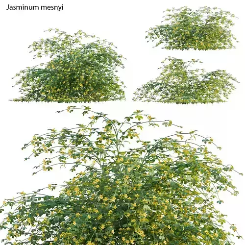 Jasminum mesnyi - Primrose Jasmine 01