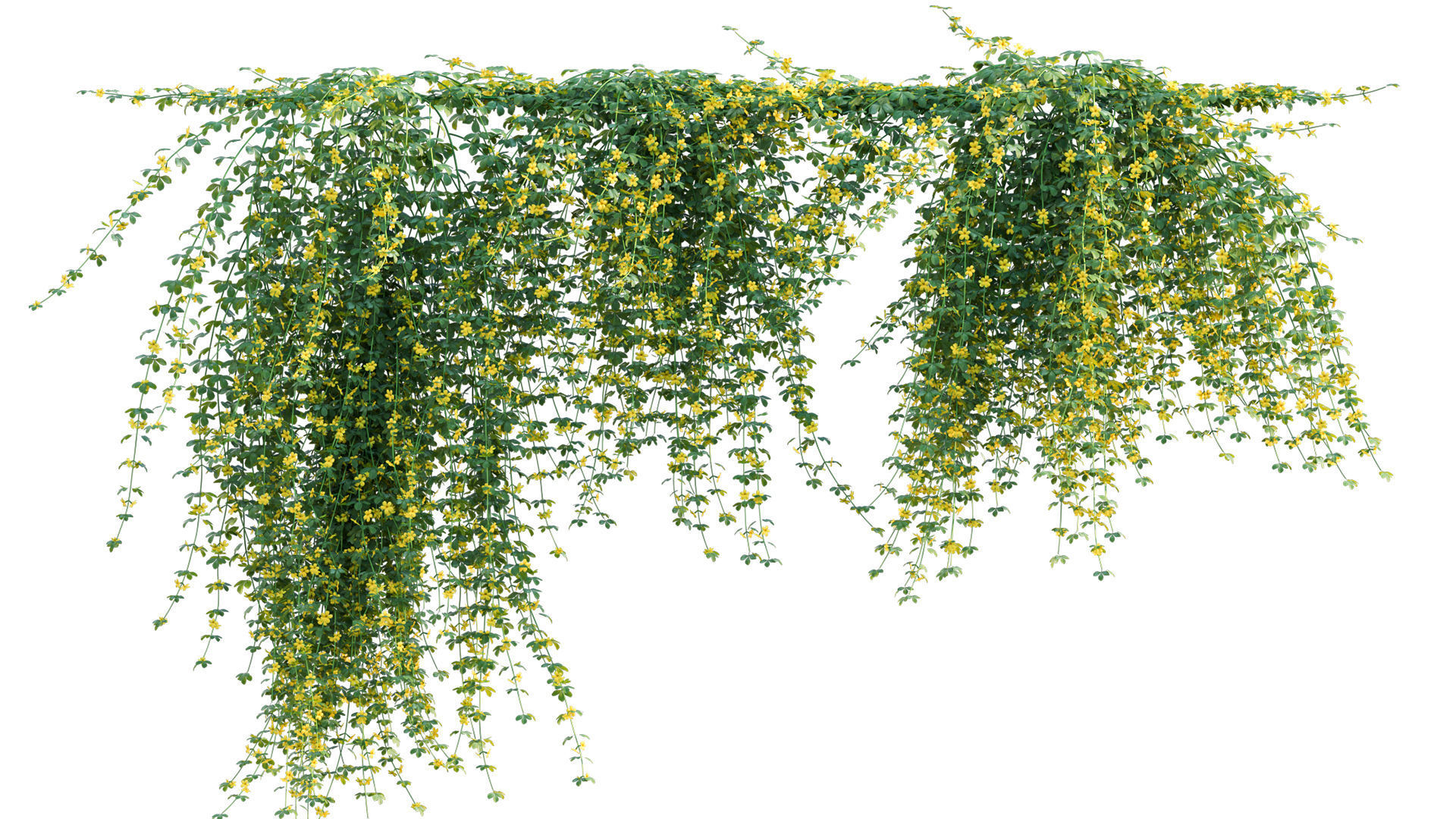 Jasminum mesnyi - Primrose Jasmine 02 3D model_4