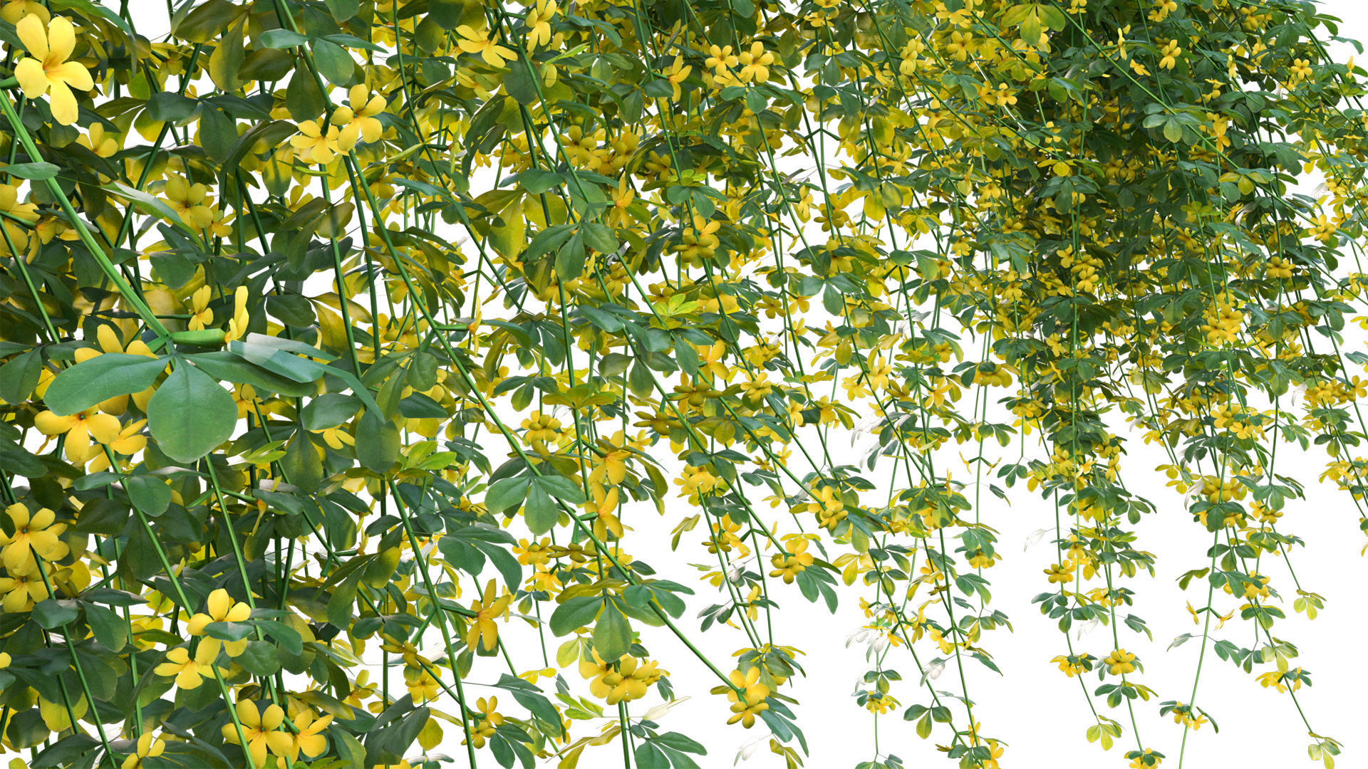 Jasminum mesnyi - Primrose Jasmine 02 3D model_8