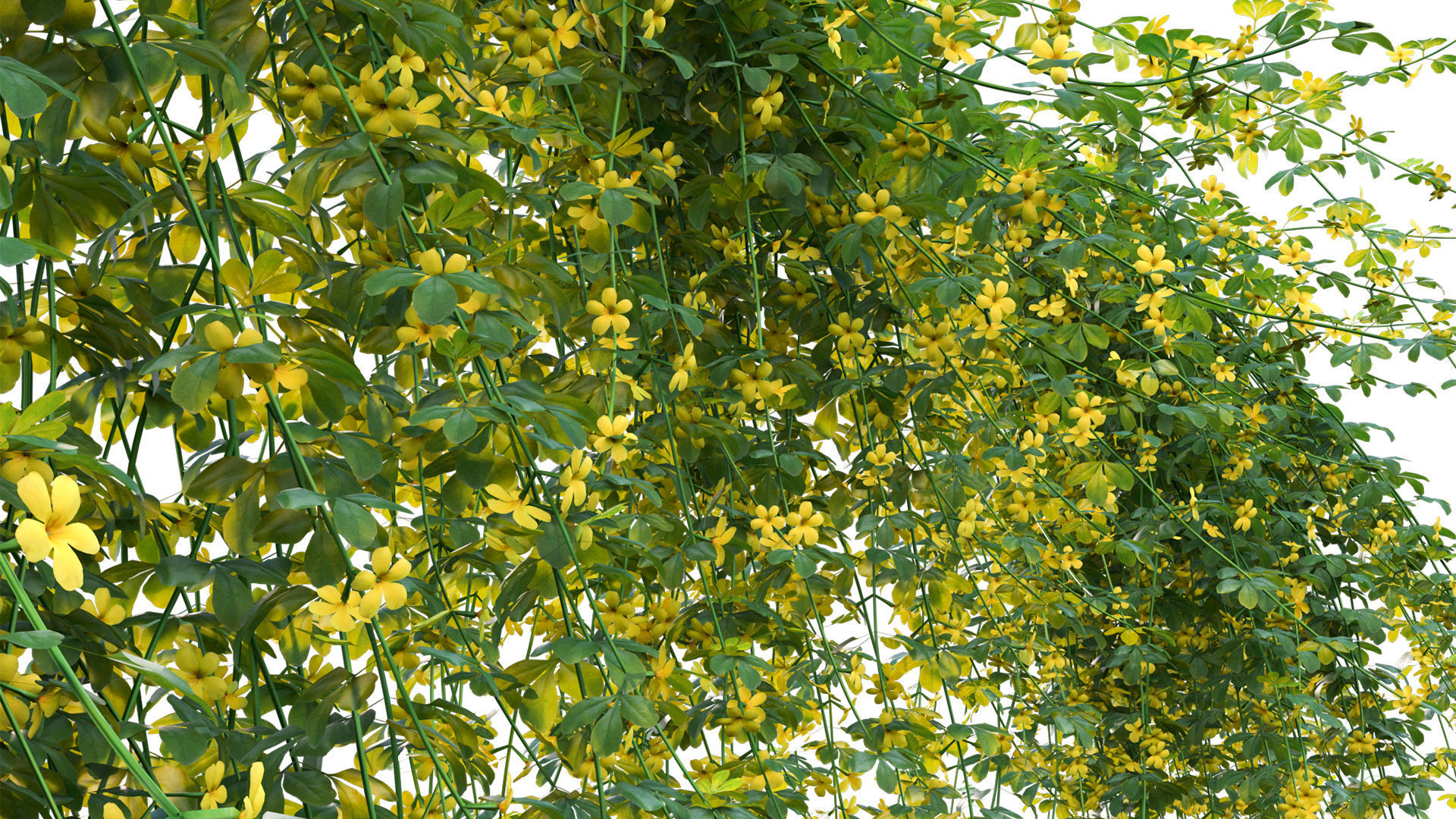 Jasminum mesnyi - Primrose Jasmine 02 3D model_7