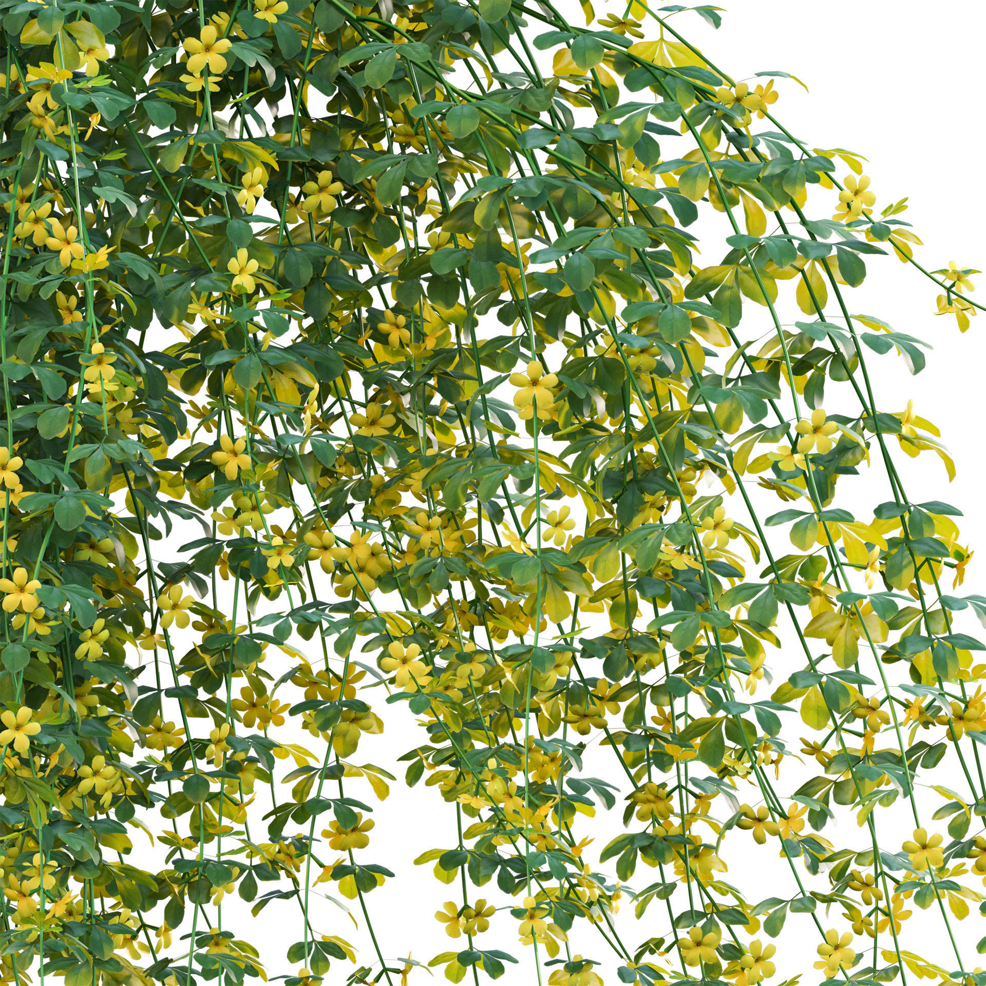Jasminum mesnyi - Primrose Jasmine 02 3D model_1