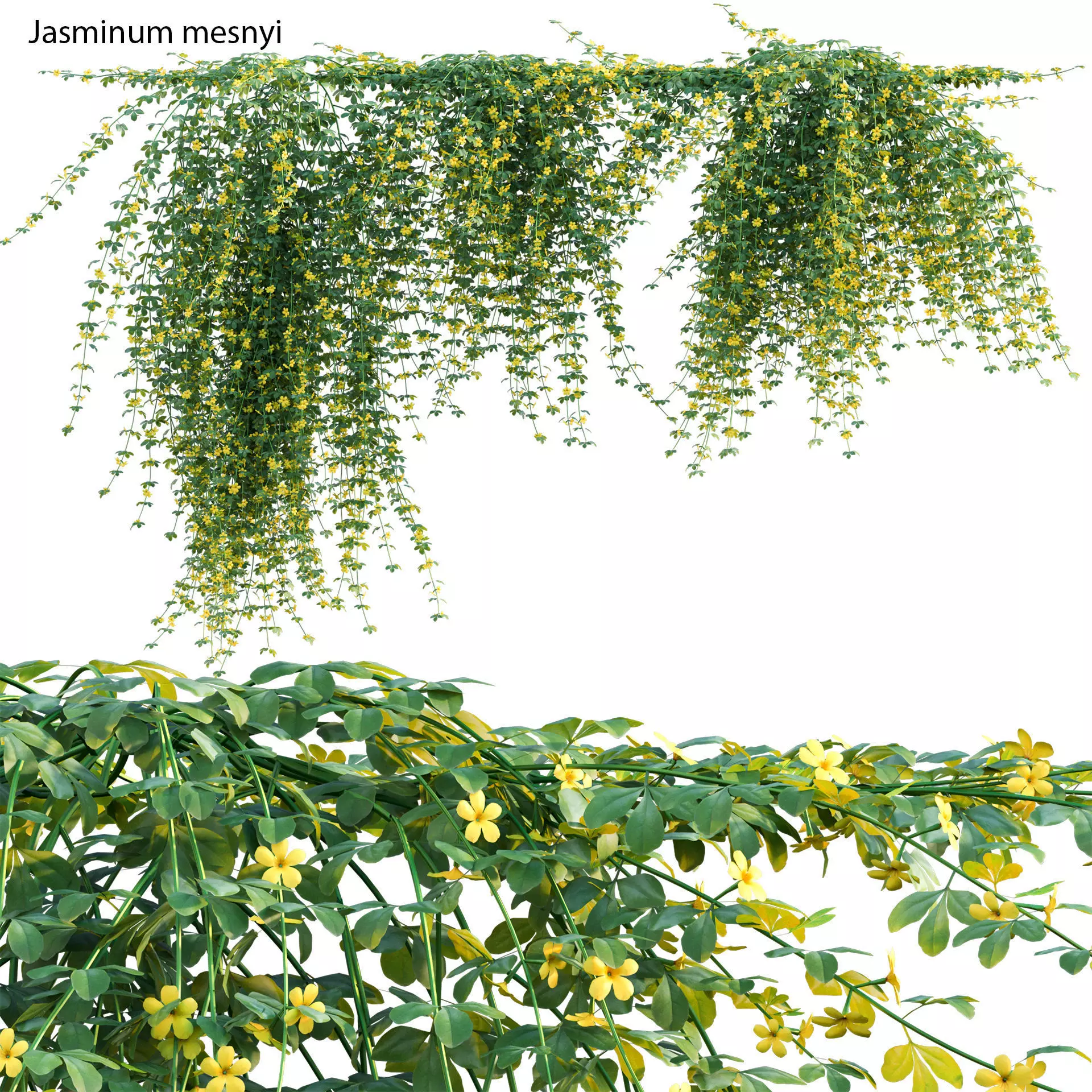 Jasminum mesnyi - Primrose Jasmine 02 3D model_0