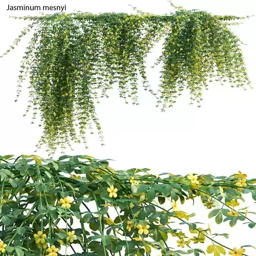 Jasminum mesnyi - Primrose Jasmine 02