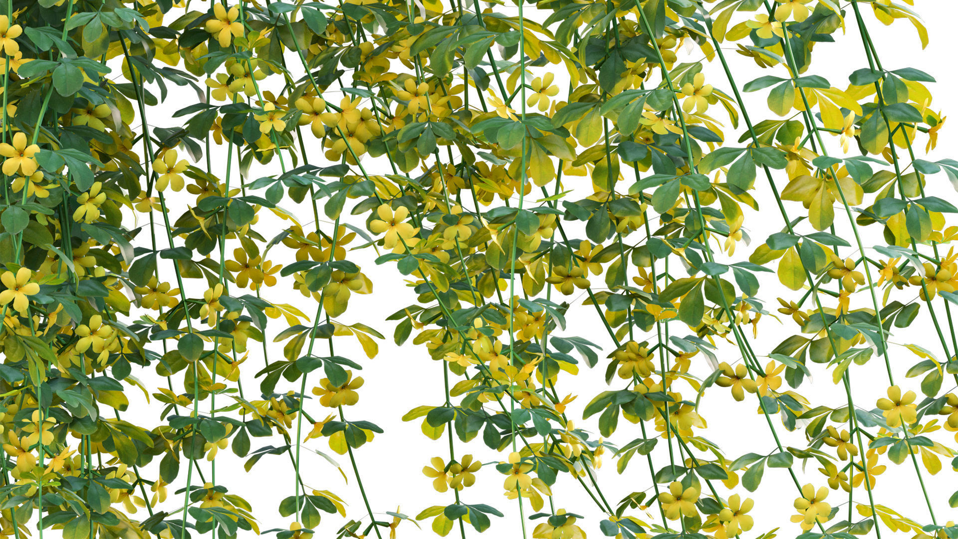 Jasminum mesnyi - Primrose Jasmine 02 3D model_6