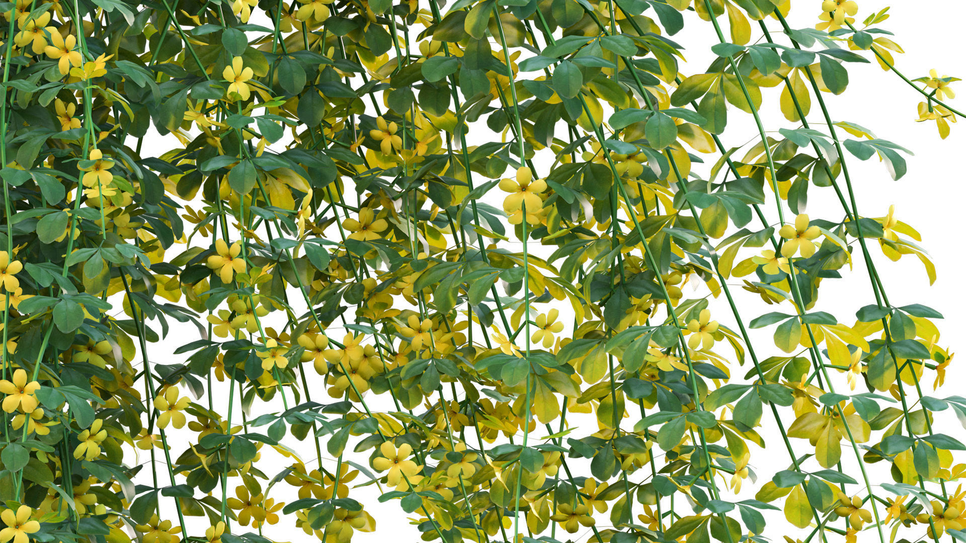 Jasminum mesnyi - Primrose Jasmine 02 3D model_5