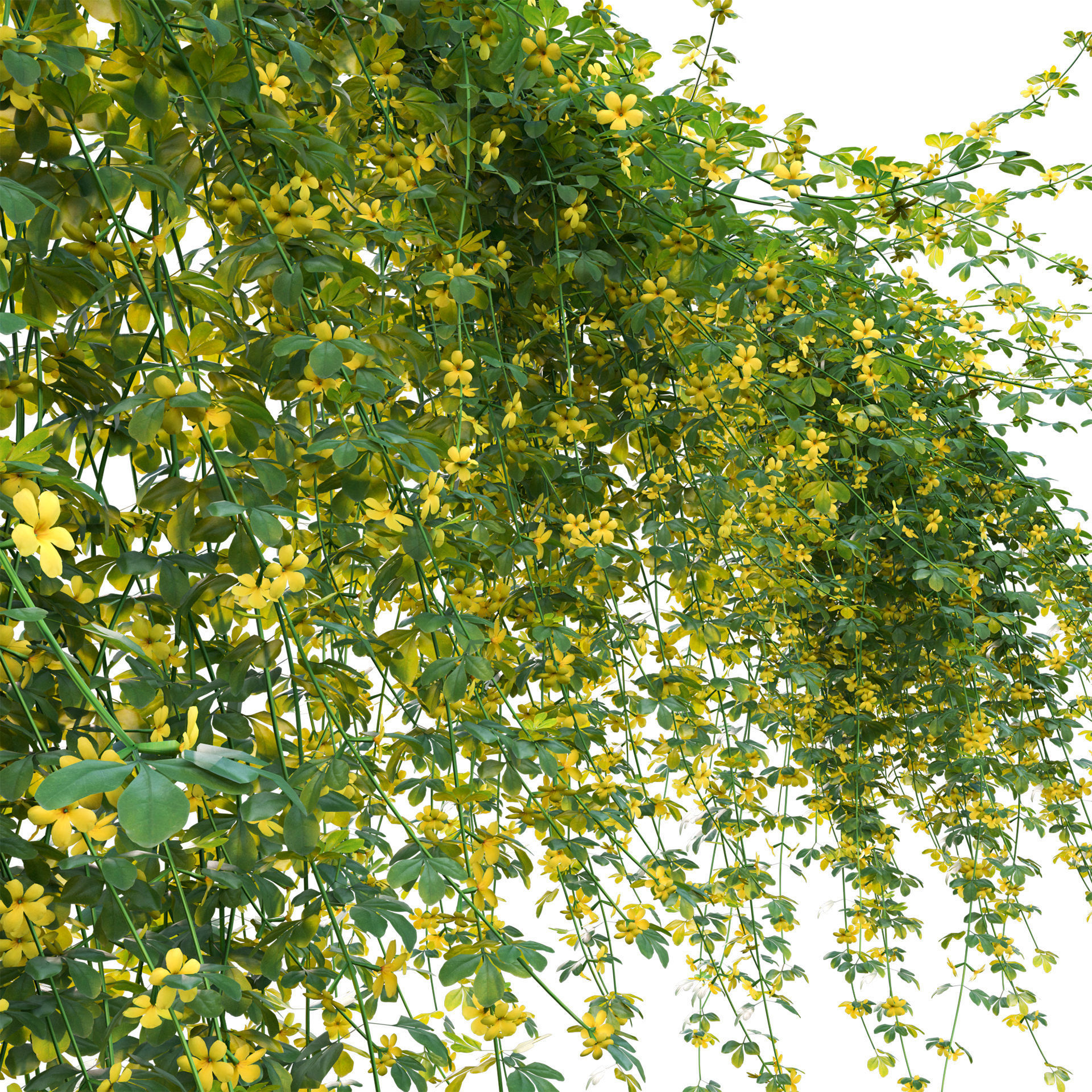 Jasminum mesnyi - Primrose Jasmine 02 3D model_2