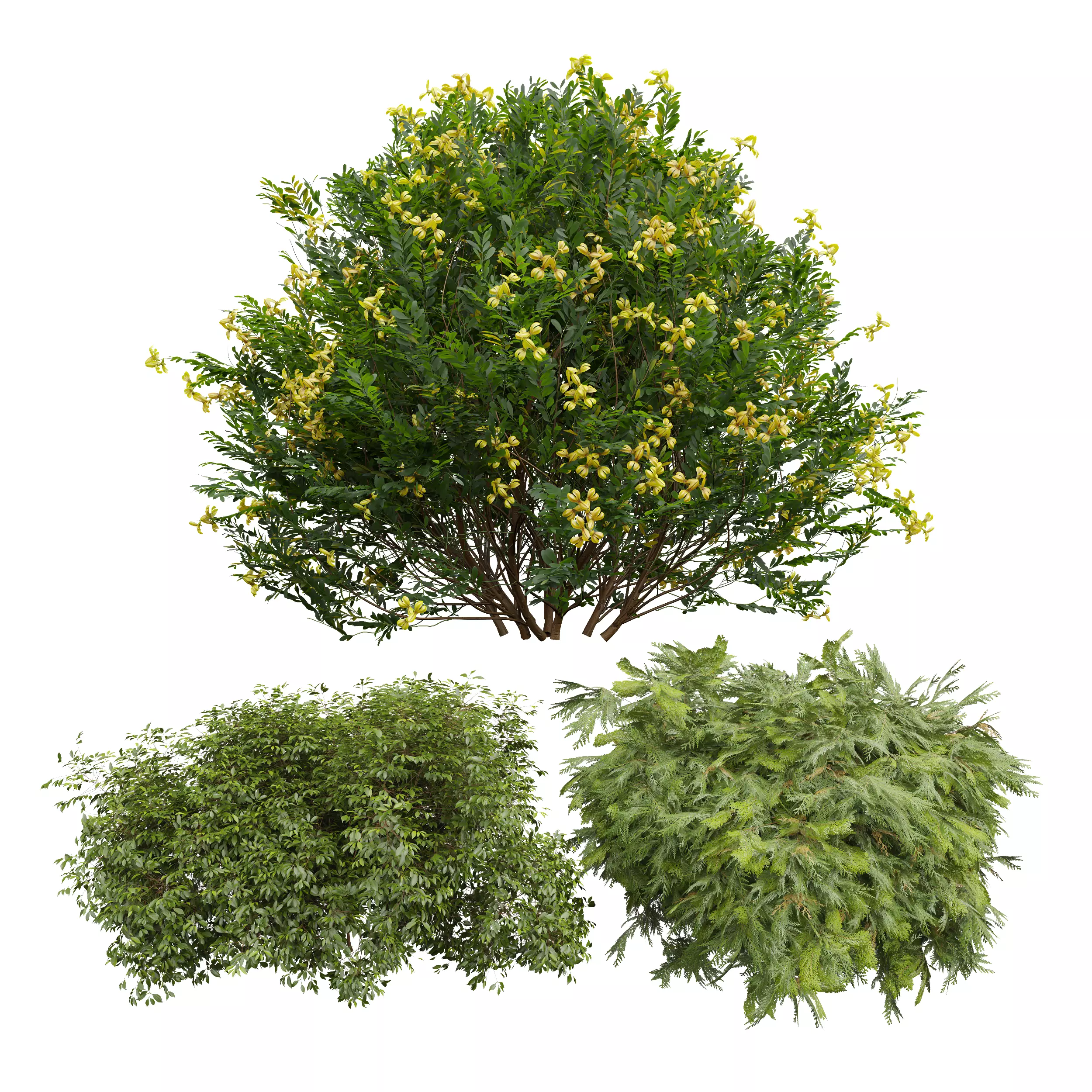 Coronilla Valentina Glauca Golden Globe Dwarf Thuja Spruce 3D model_0