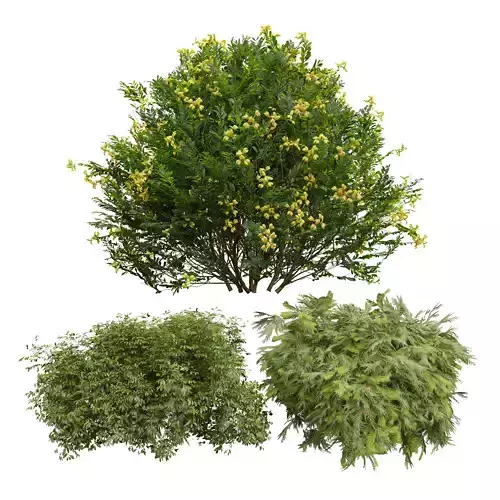 Coronilla Valentina Glauca Golden Globe Dwarf Thuja Spruce 3D model