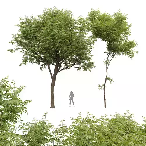 New Plant Real Tree Real Tree Quercus Serrata Ulmus changii 3D model