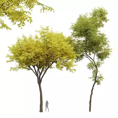 Real Tree Ulmus changii Summer Quercus Serrata Fall 3D model