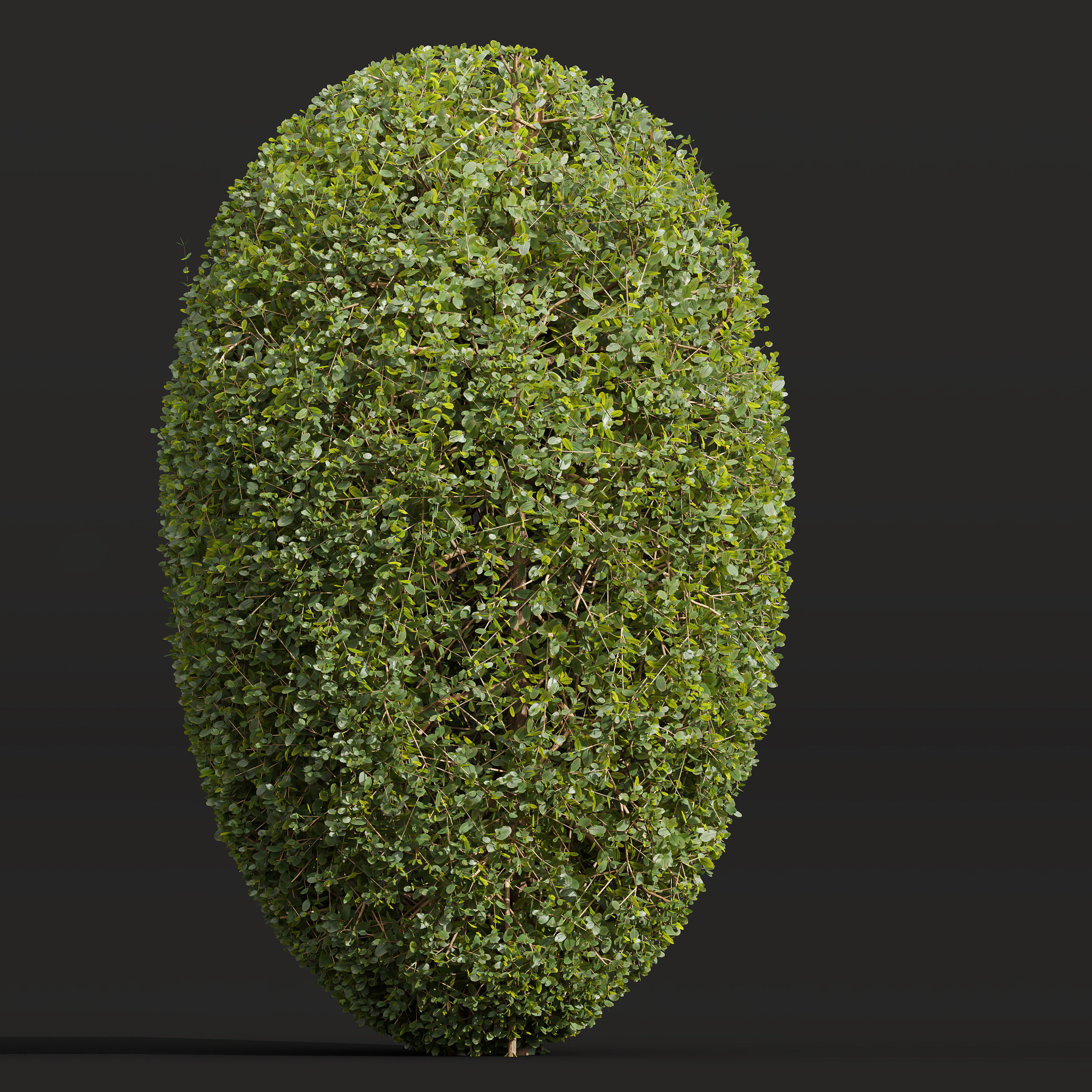 Bonsai Pruned 3D model_1