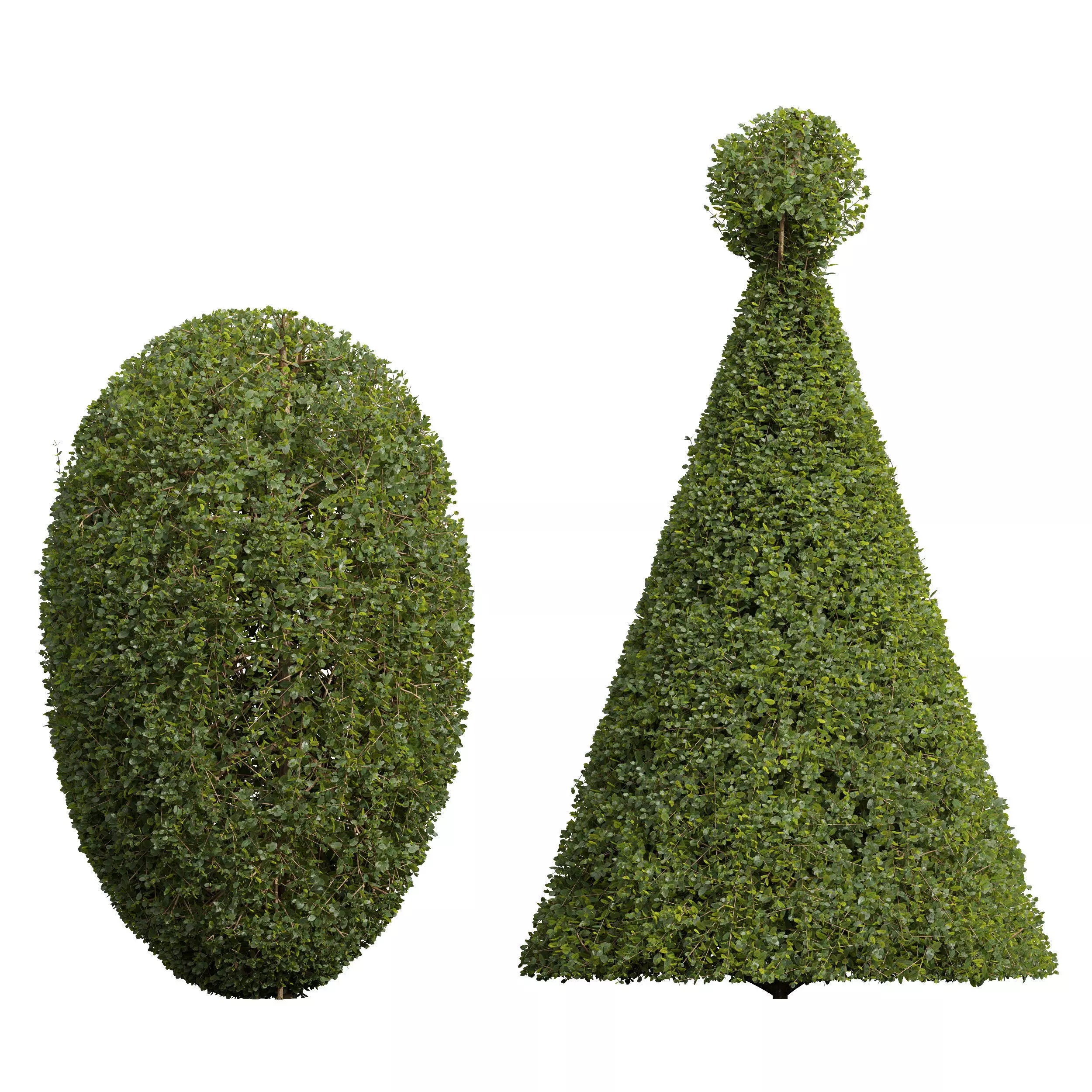 Bonsai Pruned 3D model_0