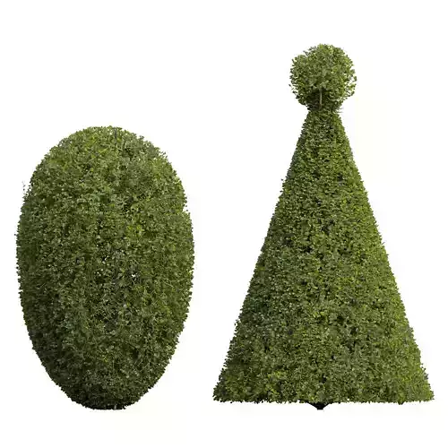 Bonsai Pruned 3D model