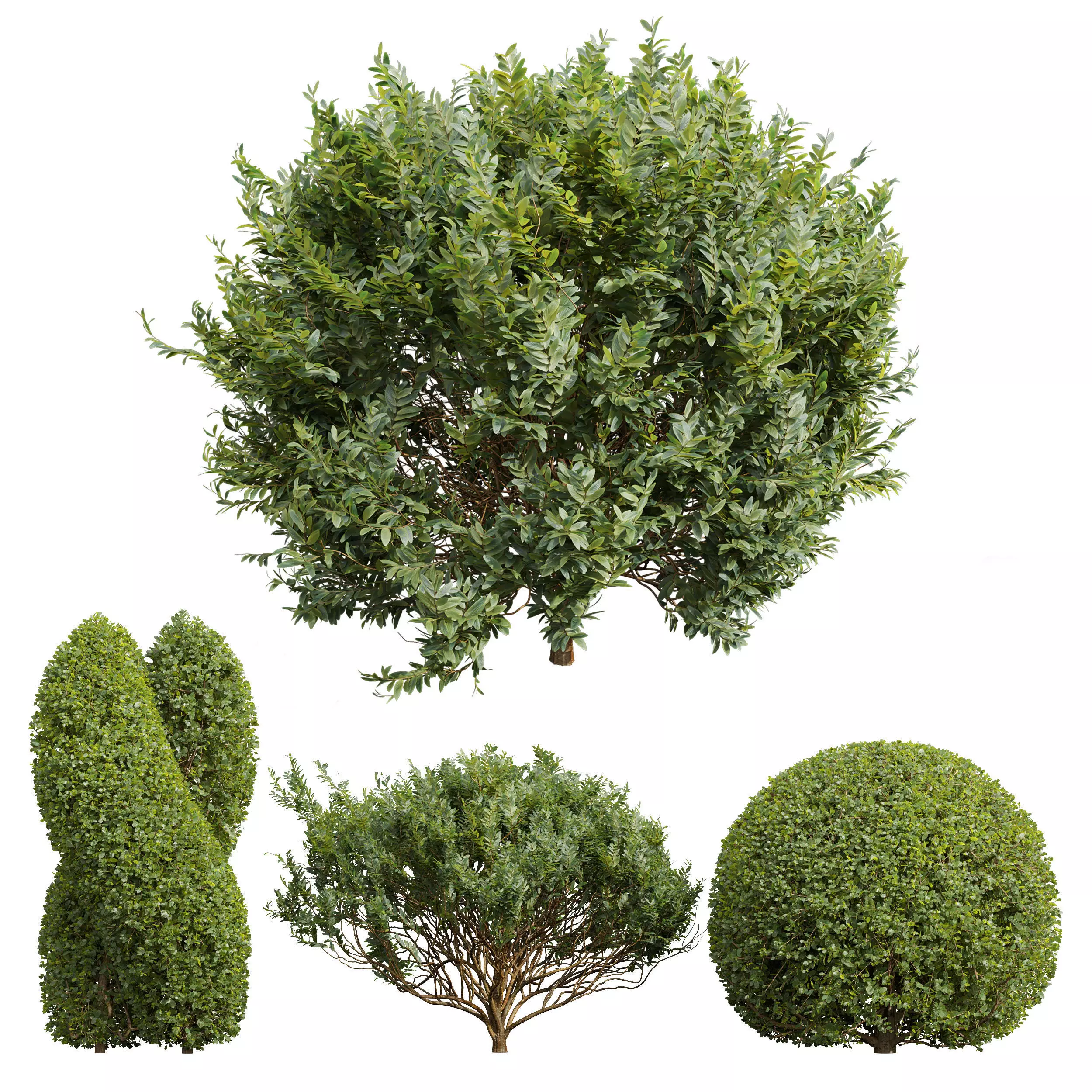 Cistus Albidus Zistrose and Ficus Concinna Bonsai Pruned 3D model_0
