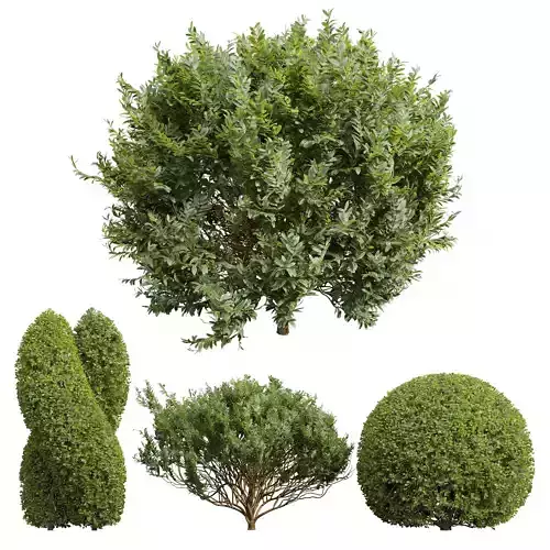 Cistus Albidus Zistrose and Ficus Concinna Bonsai Pruned 3D model