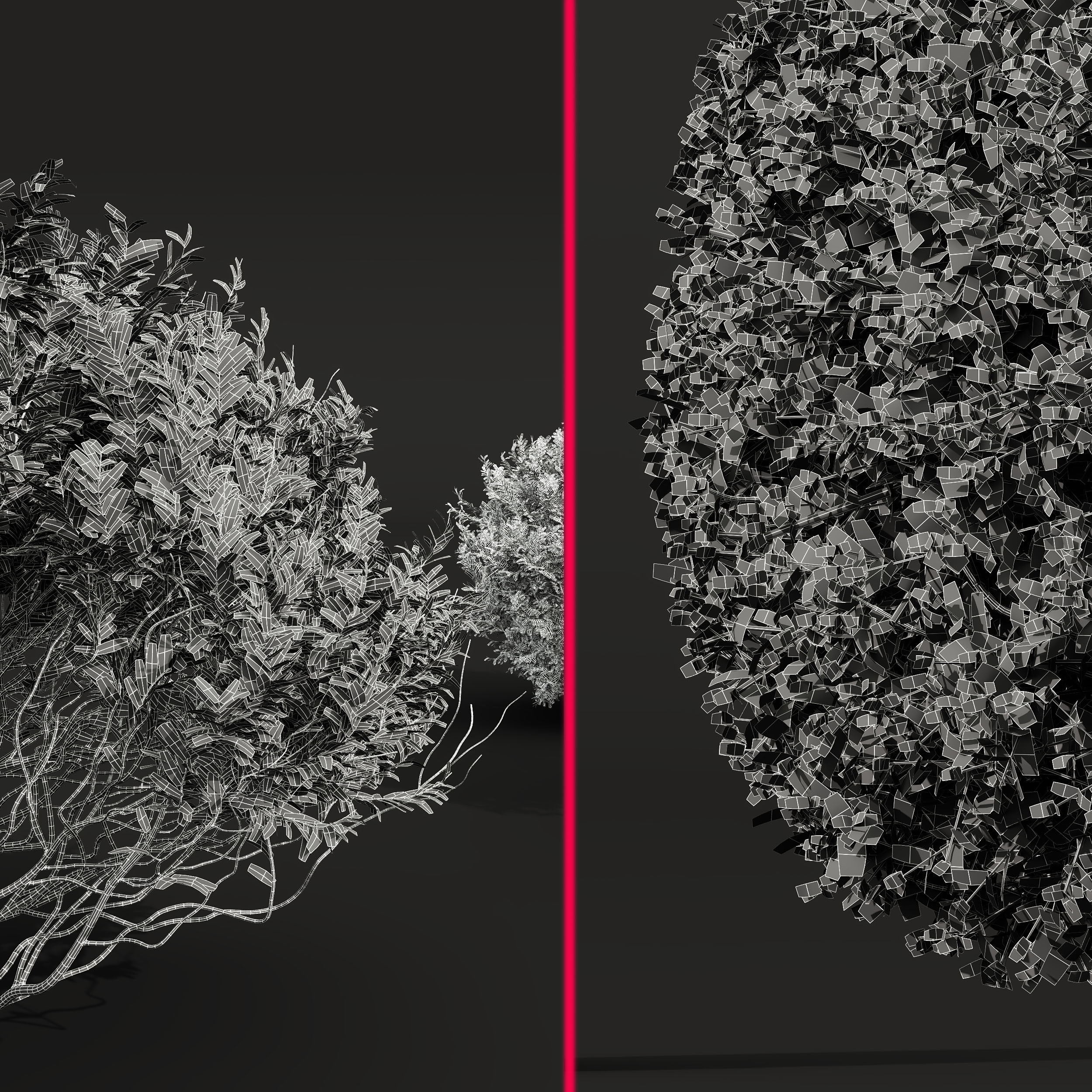 Cistus Albidus Zistrose and Ficus Concinna Bonsai Pruned 3D model_6