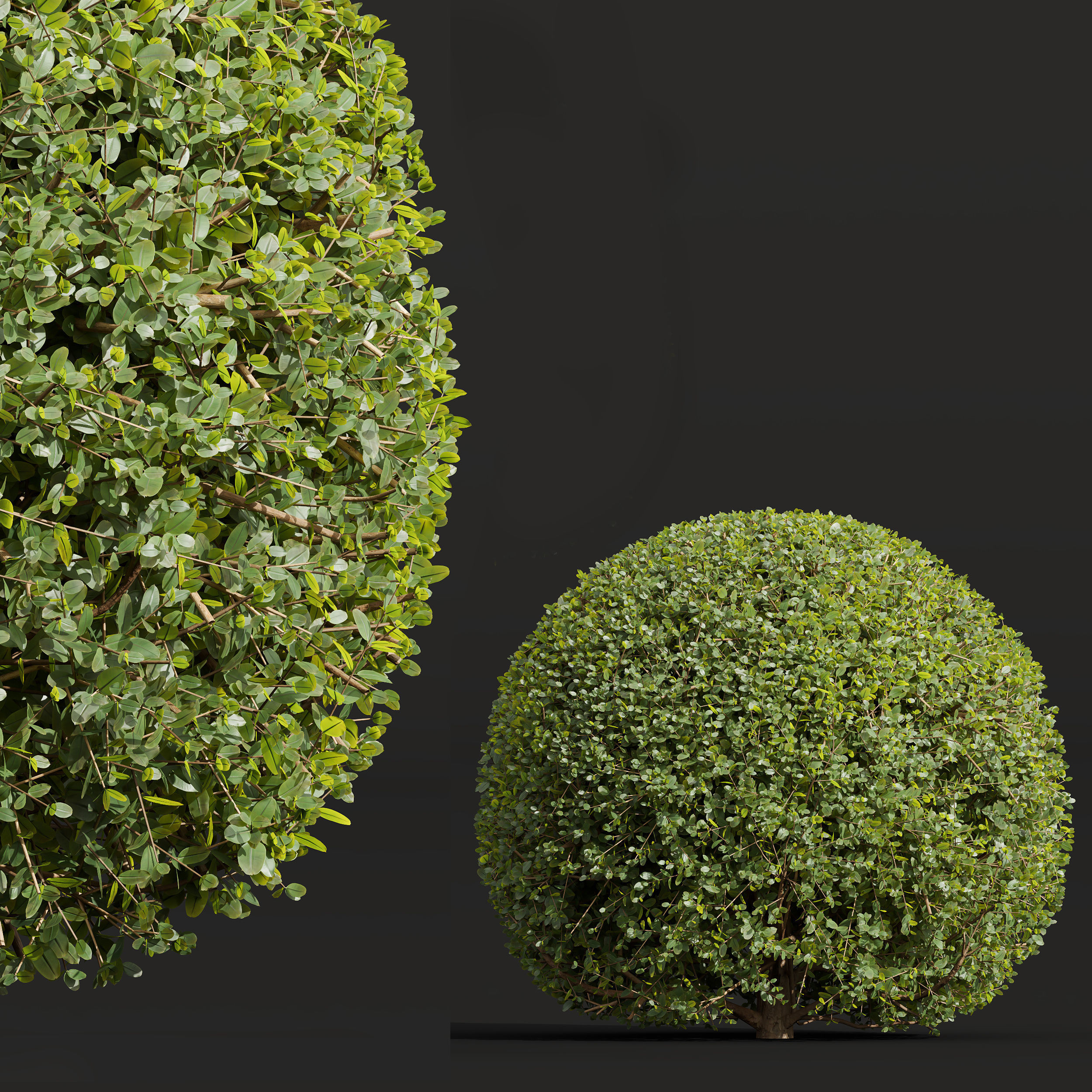 Cistus Albidus Zistrose and Ficus Concinna Bonsai Pruned 3D model_2