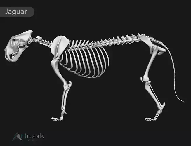Jaguar skeleton 3D model