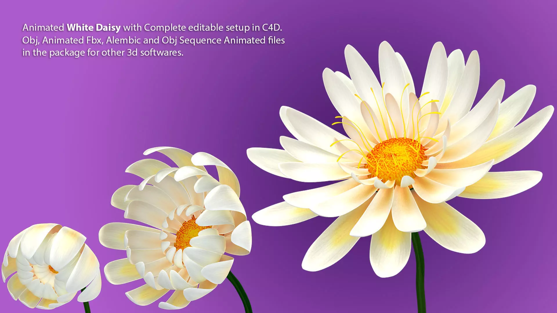 Beautiful Animated White Daisy Flower 3D model_0
