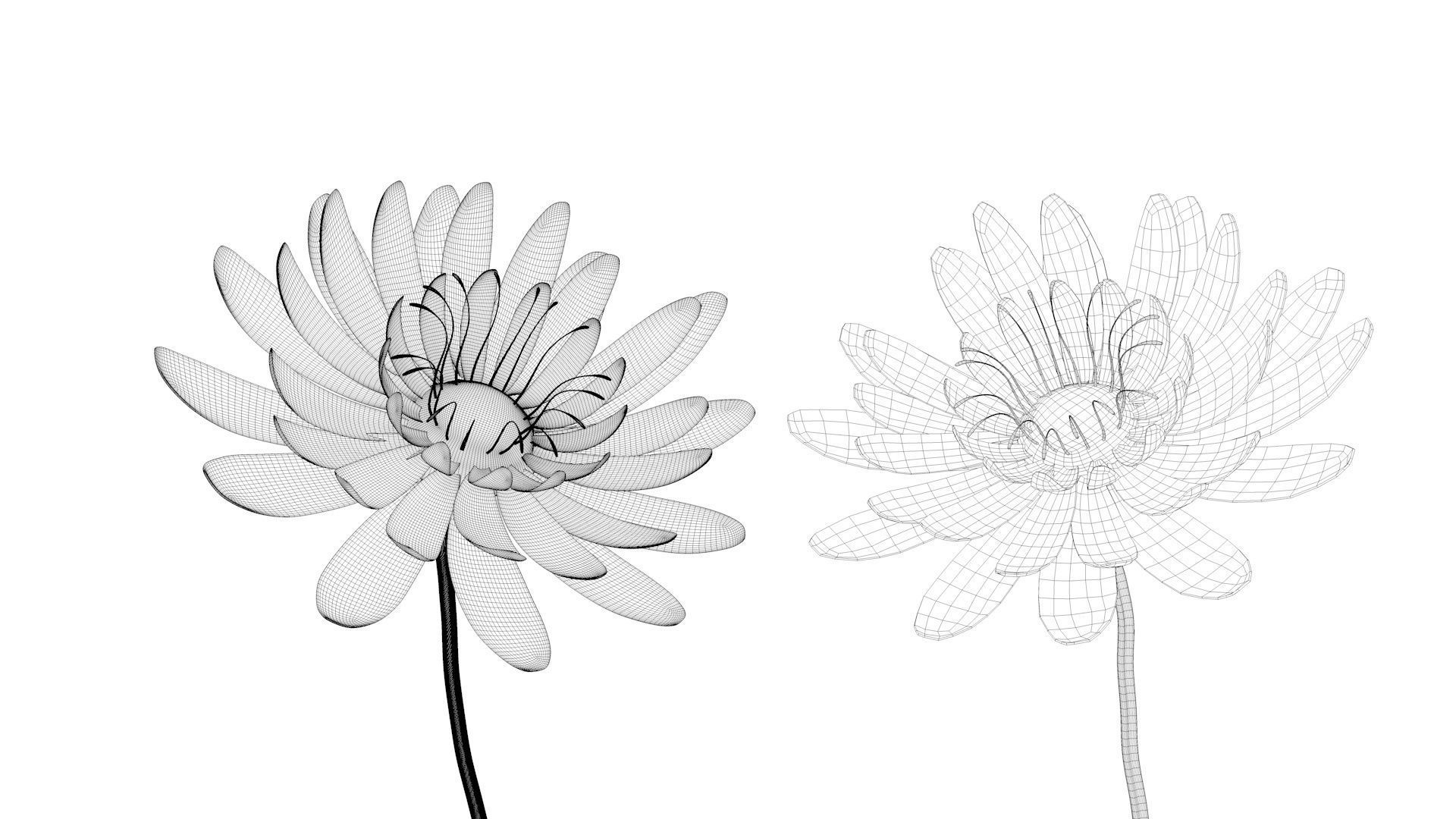Beautiful Animated White Daisy Flower 3D model_11