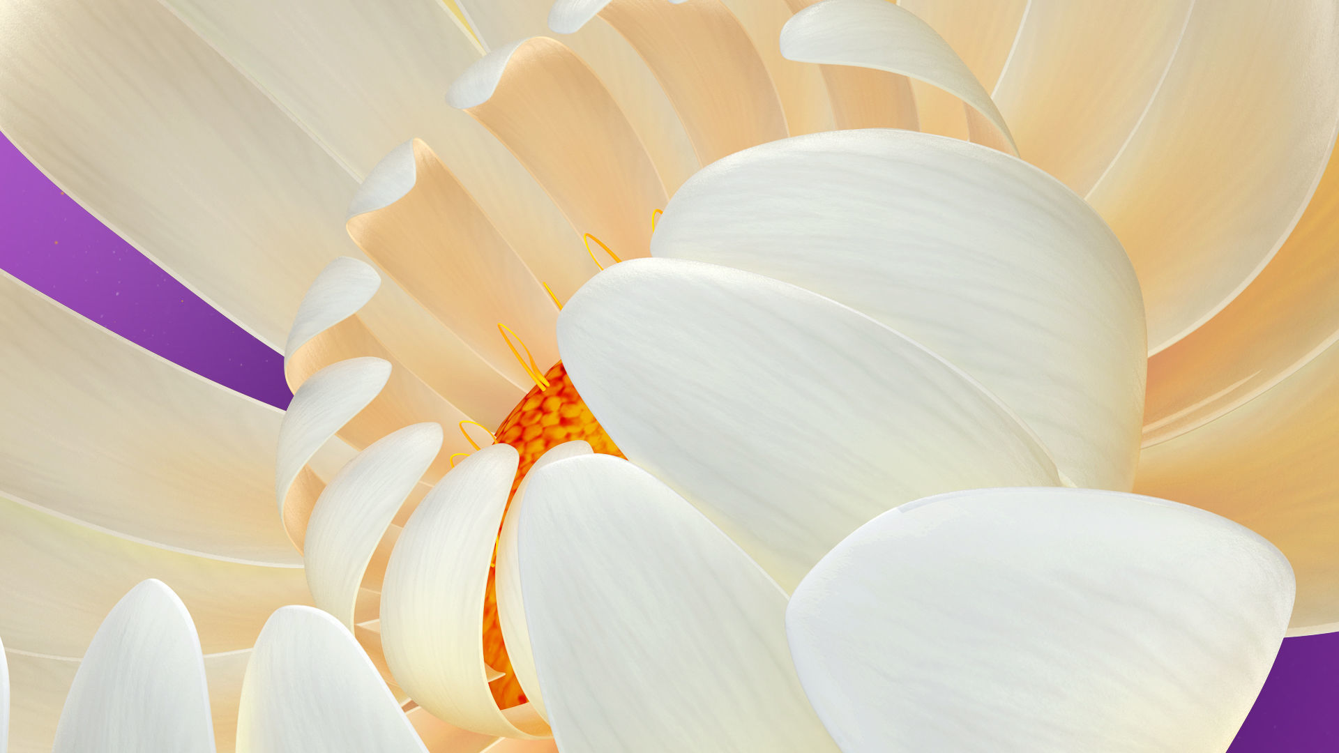 Beautiful Animated White Daisy Flower 3D model_6