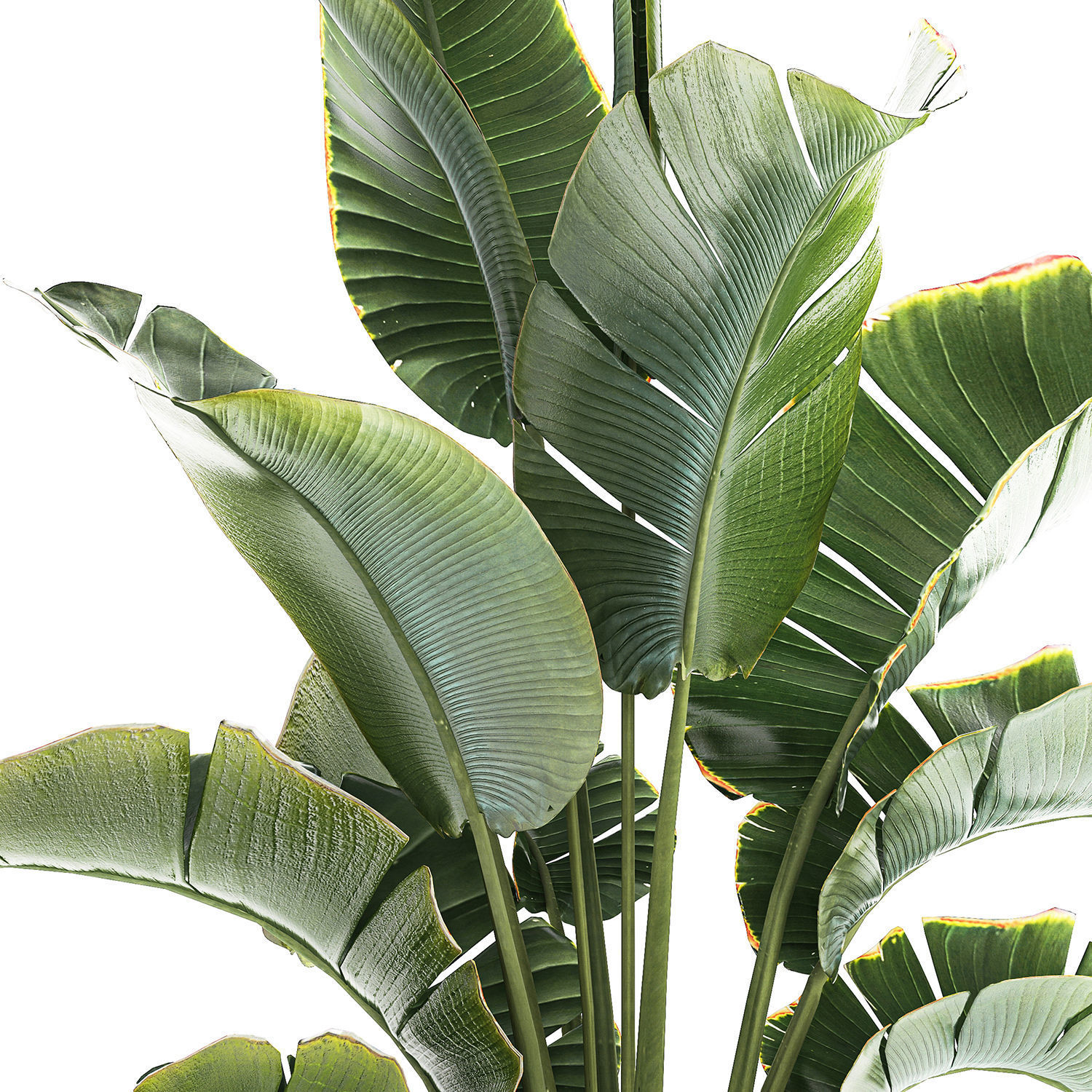 Strelitzia and Ravenala palm bush in a flower pot 1224 3D model_6