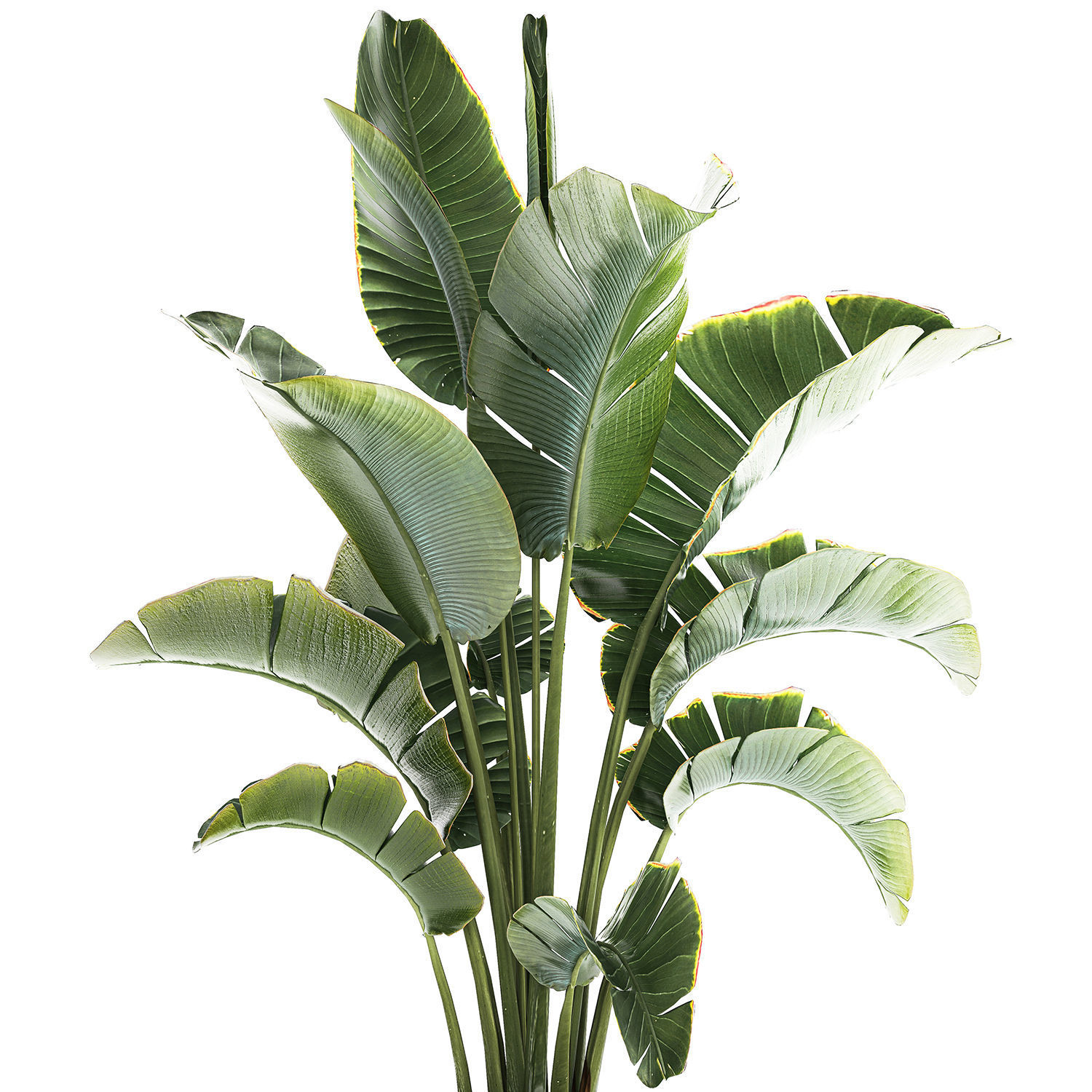 Strelitzia and Ravenala palm bush in a flower pot 1224 3D model_5