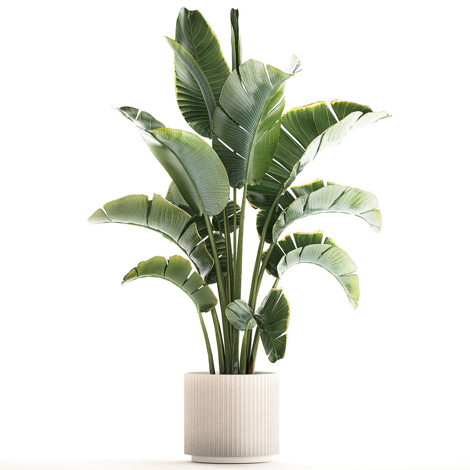 Strelitzia and Ravenala palm bush in a flower pot 1224 3D model_3
