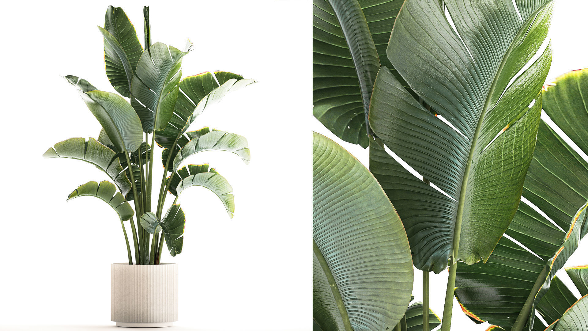 Strelitzia and Ravenala palm bush in a flower pot 1224 3D model_1