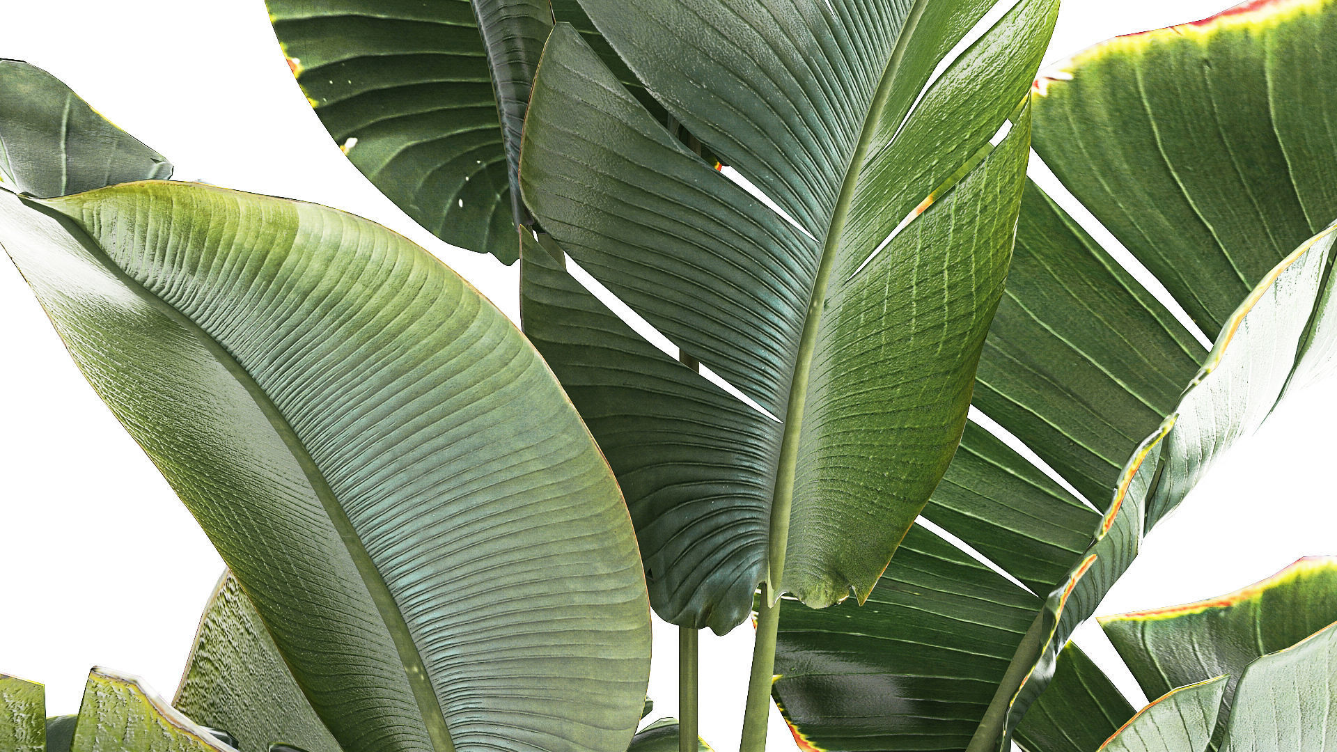 Strelitzia and Ravenala palm bush in a flower pot 1224 3D model_2