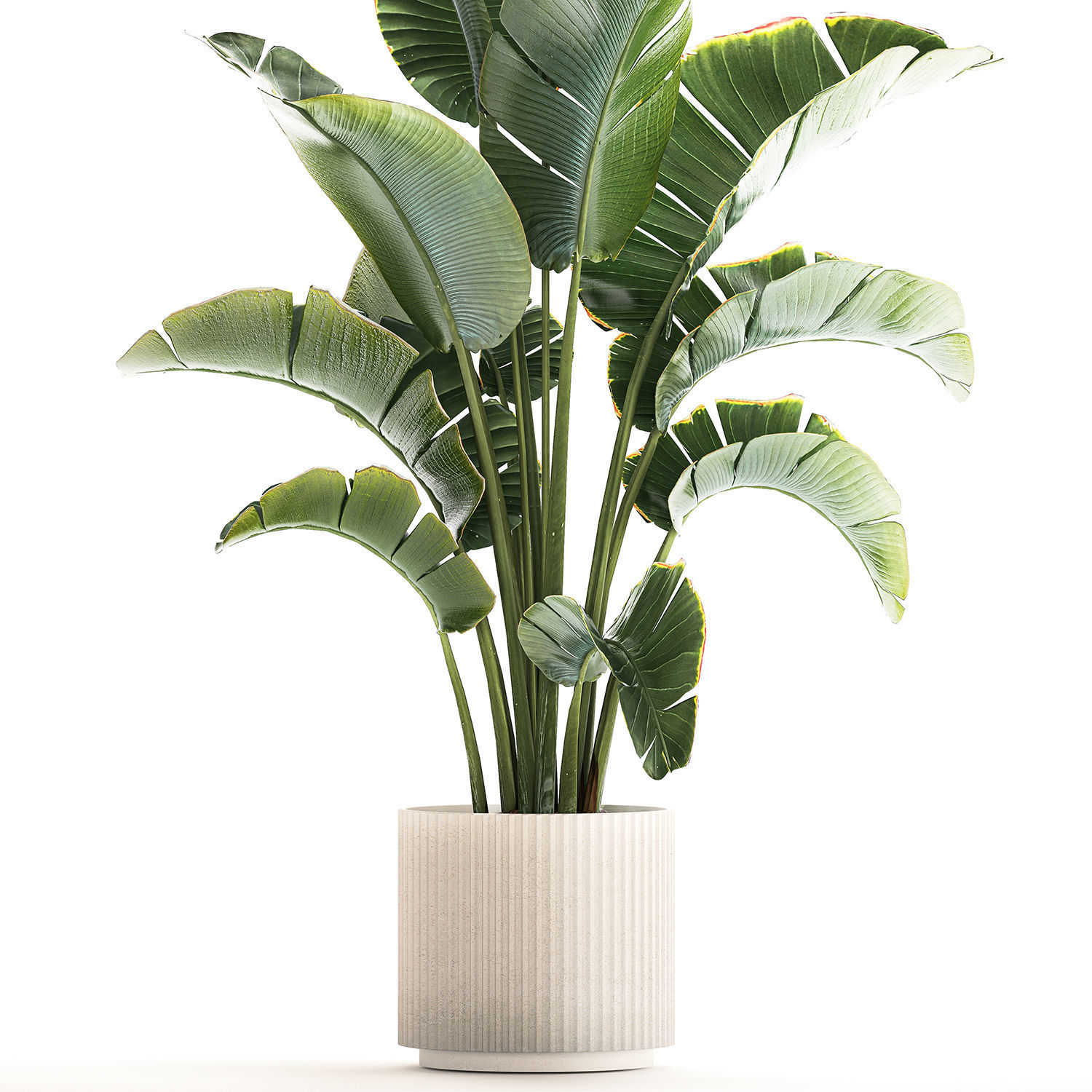 Strelitzia and Ravenala palm bush in a flower pot 1224 3D model_4