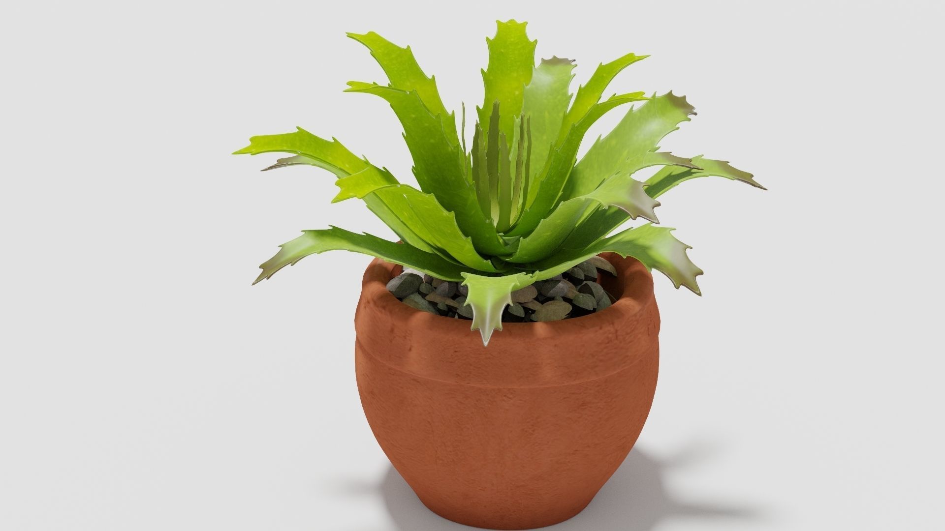 succulent plant 3D model_1