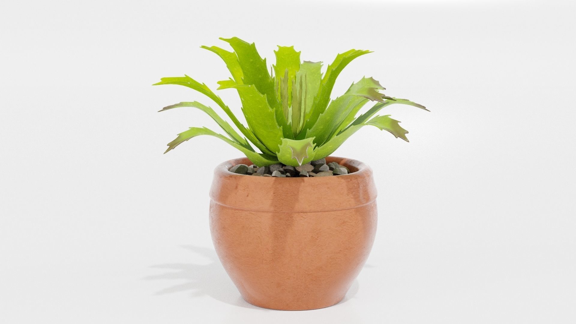 succulent plant 3D model_2