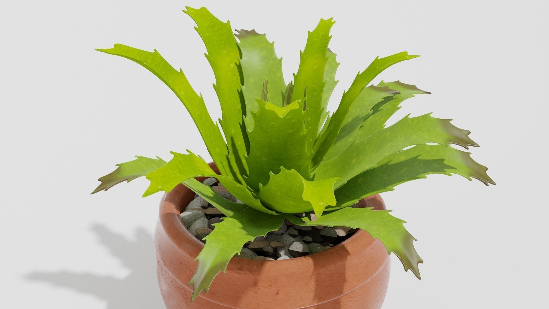 succulent plant 3D model_3