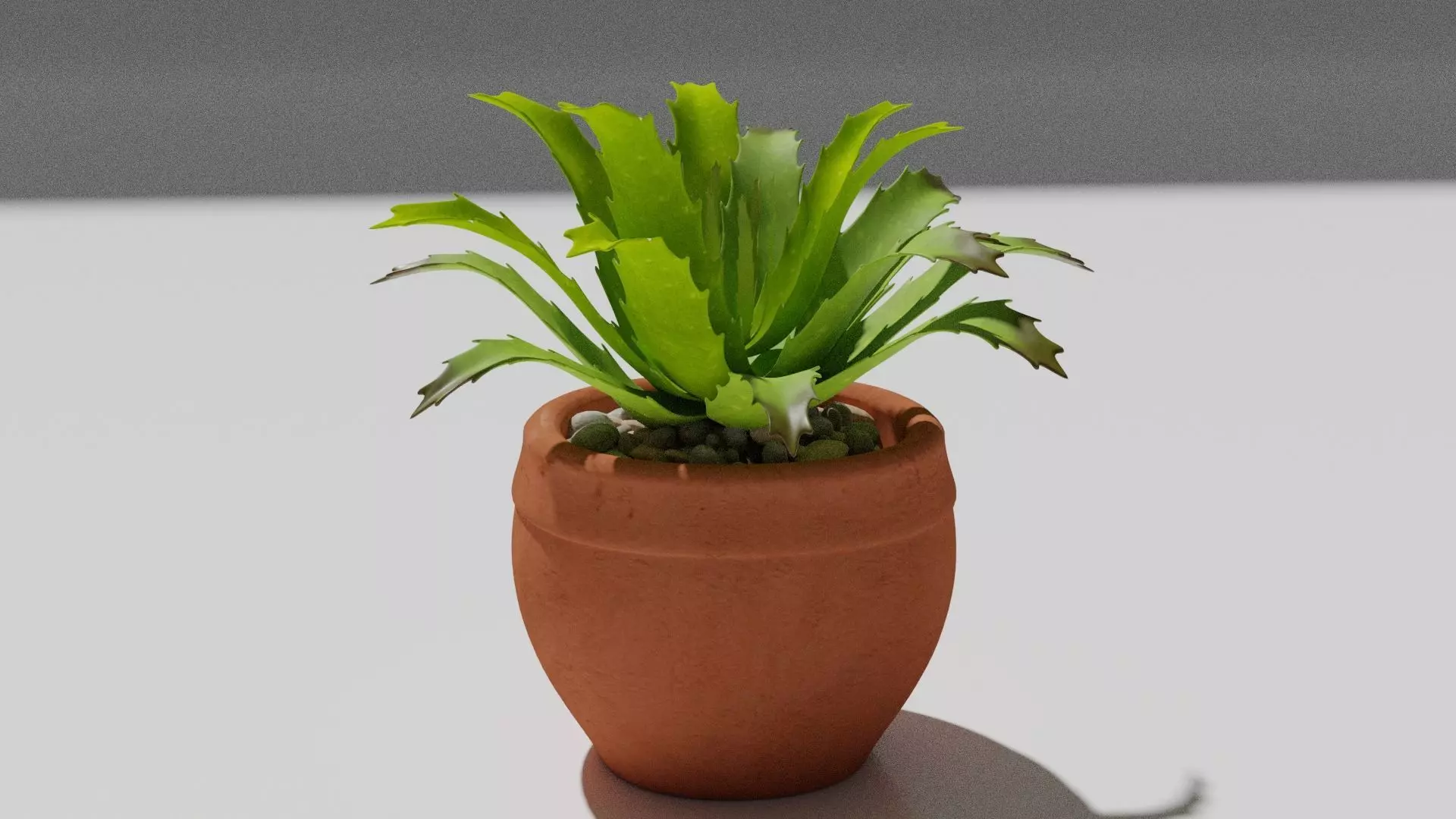 succulent plant 3D model_0