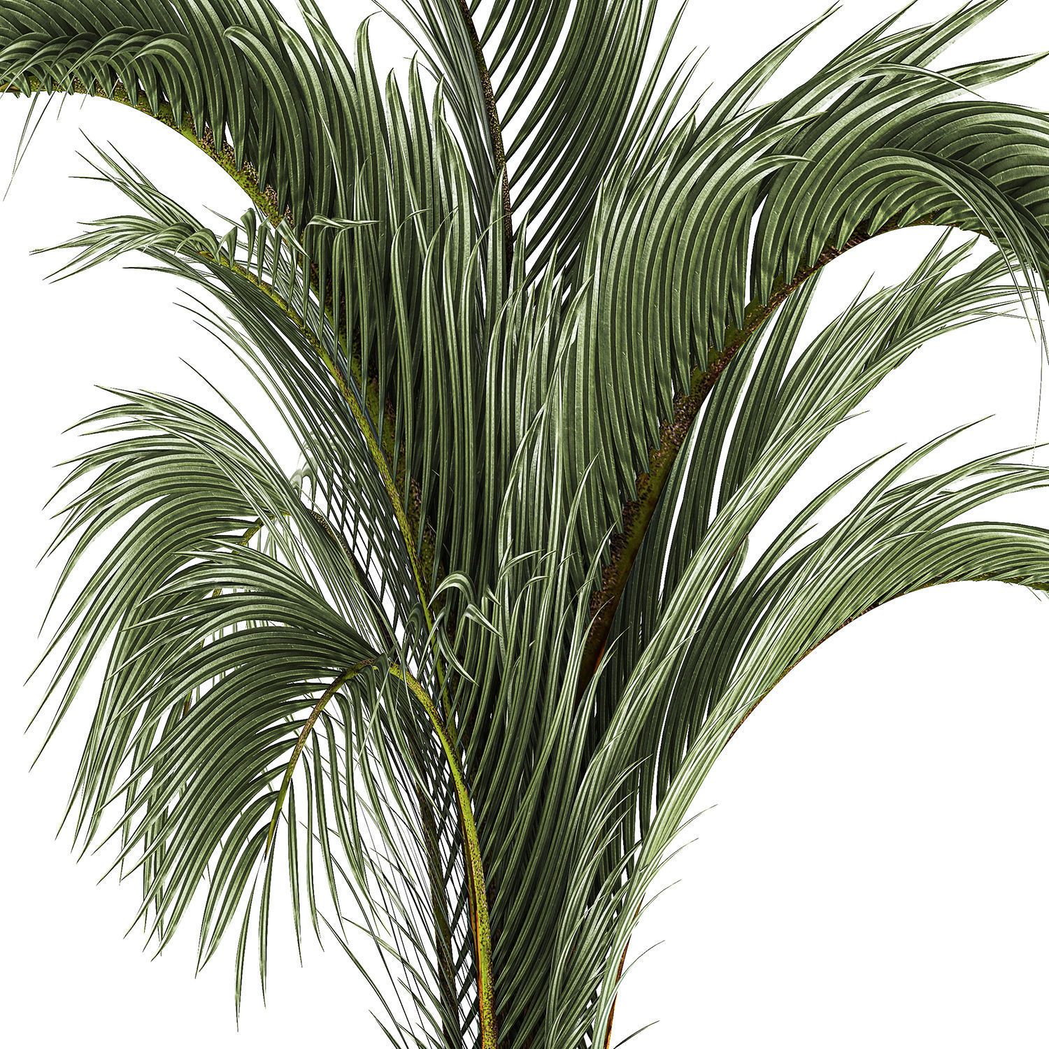 Areca And Hedyscepe Palm Bush In Flowerpot 1225 3D model_4